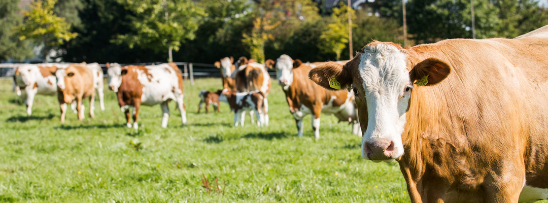 Startseite | Landgasthof Gut Marienbildchen, Roetgen