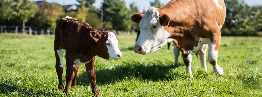 Gut(es) essen | Eigene Landwirtschaft | Landgasthof Gut Marienbildchen, Roetgen